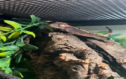Gecko reptiles for sale: Brown Dalmatian Crested Gecko in Banbury - Image 1
