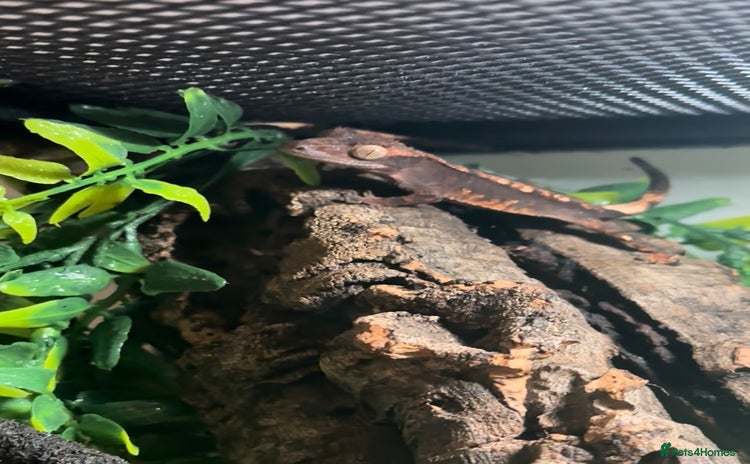 Gecko reptiles in Banbury - Advert 19