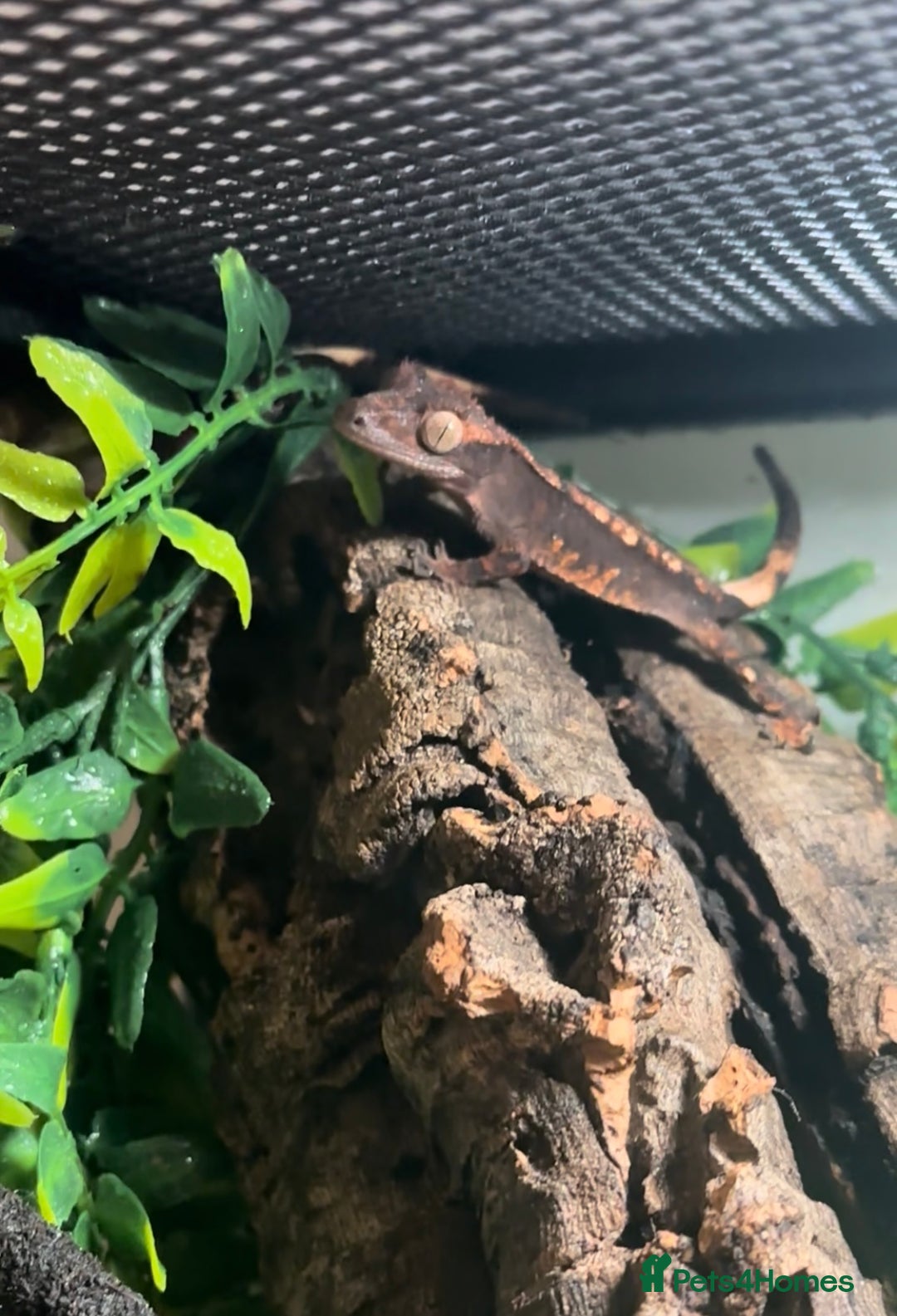 Gecko reptiles for sale: Brown Dalmatian Crested Gecko in Banbury - Image 1