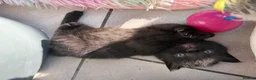 Scottish Fold cats for sale: 3 Scottish Fold Kittens 8 JUNE - Advert 18
