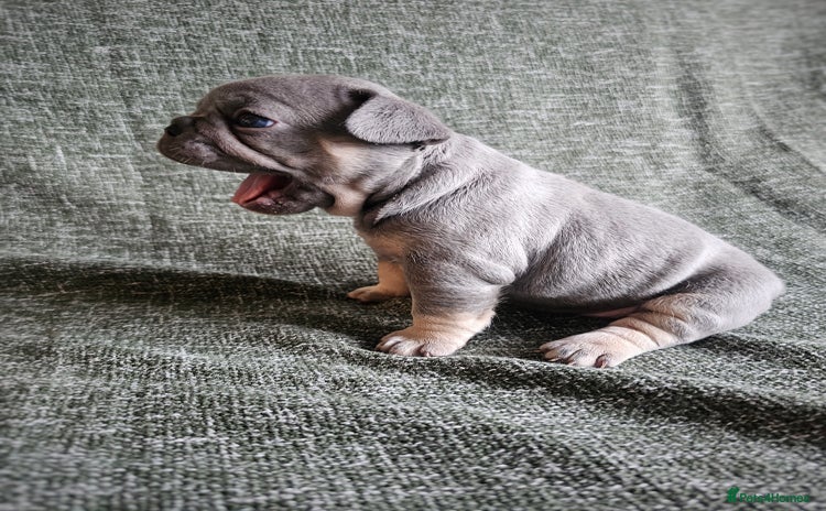 French Bulldog dogs - Advert 19
