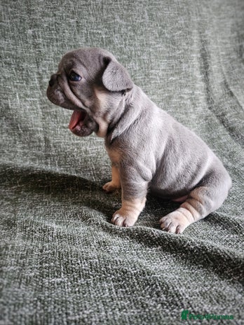 French Bulldog dogs - Advert 19