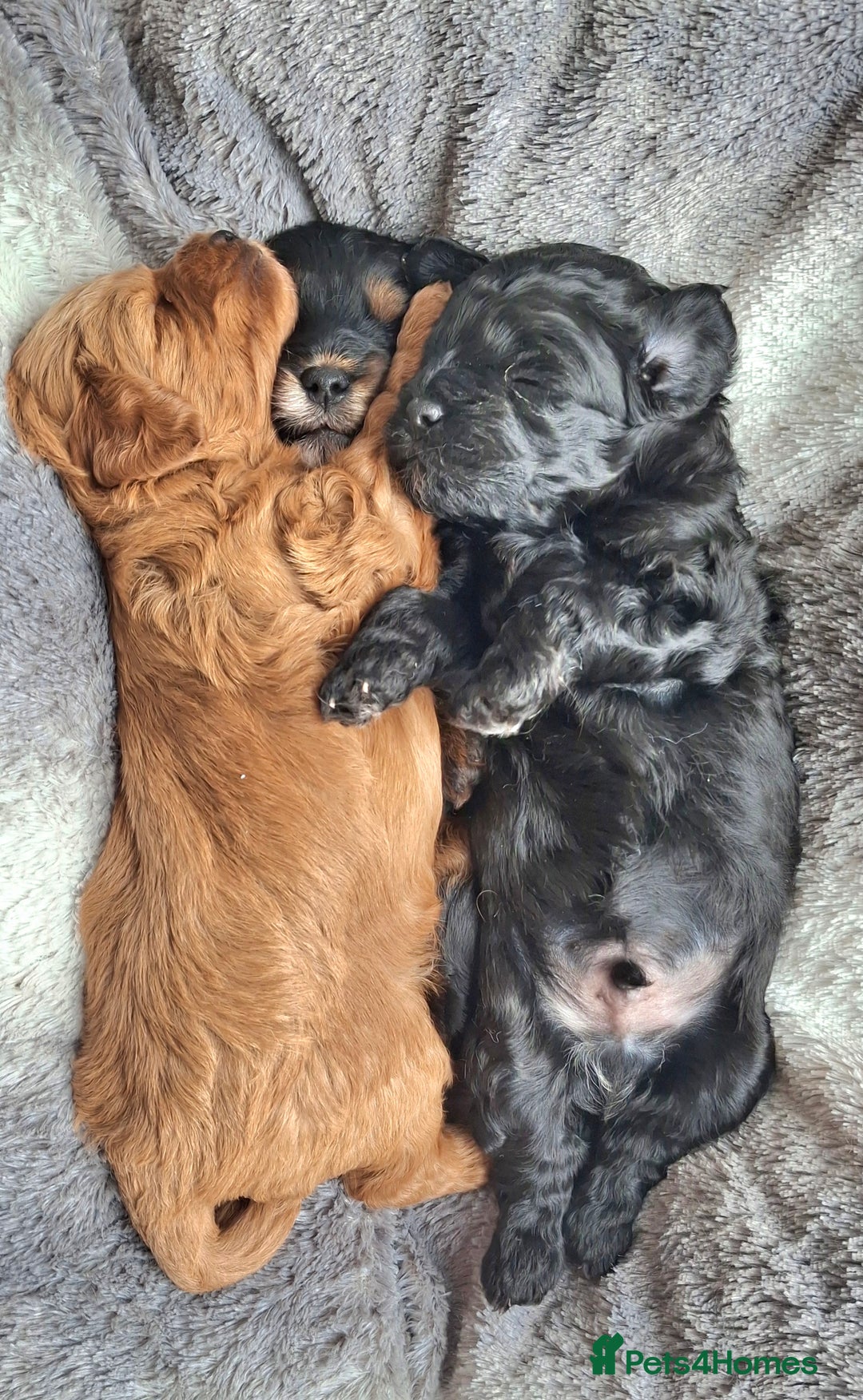 Cavapoo dogs for sale: Toy Cavapoo puppies - Image 19