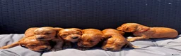 Cocker Spaniel dogs for sale: Beautiful Cocker spaniels puppies in Bristol in Bristol - Advert 1