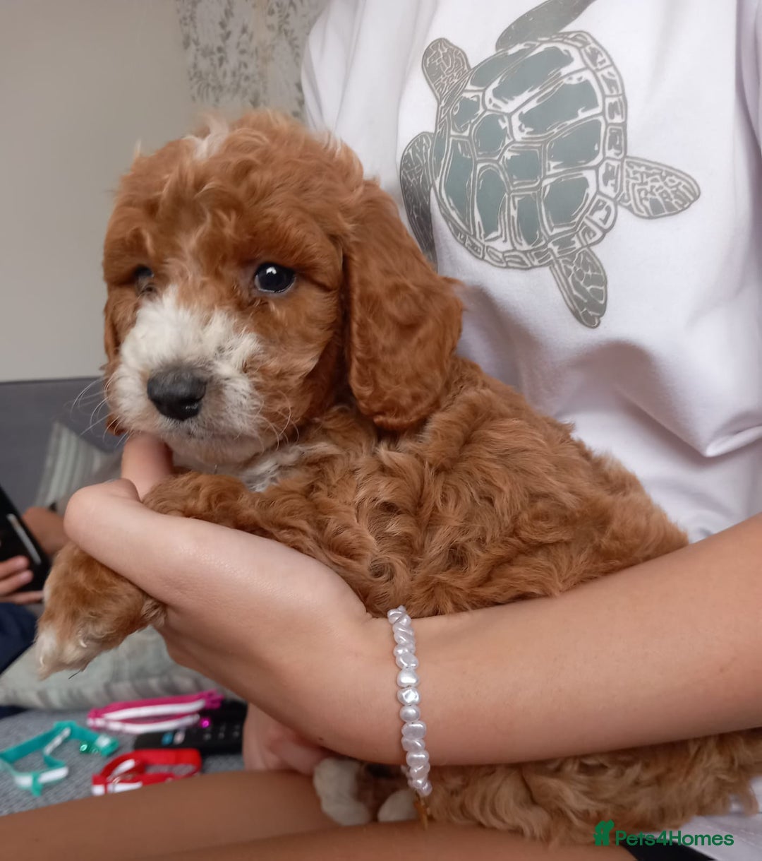 Cockapoo dogs for sale: Red cockapoo puppies - Image 16