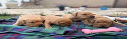 Labrador Retriever dogs for sale: Kc registered & fully health tested - Advert 4