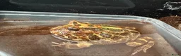 Frog reptiles for sale: Pac-Man frog (horned frog)  - Advert 4