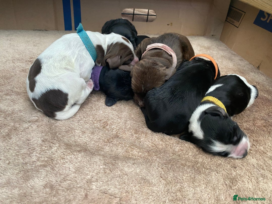 Cocker Spaniel dogs for sale: Cocker spaniels  - Advert 19