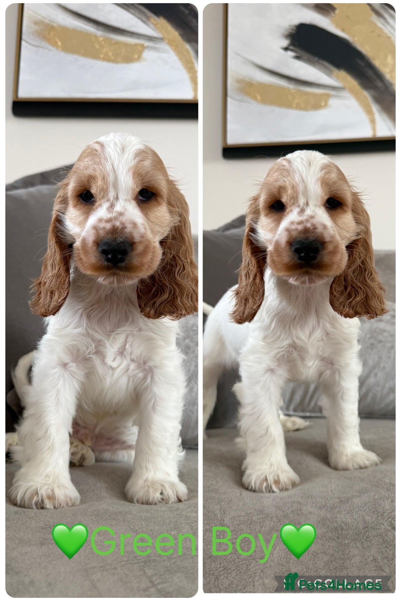 Cocker Spaniel dogs KC Registered Show Type Cocker Spaniel Puppies - Advert 2