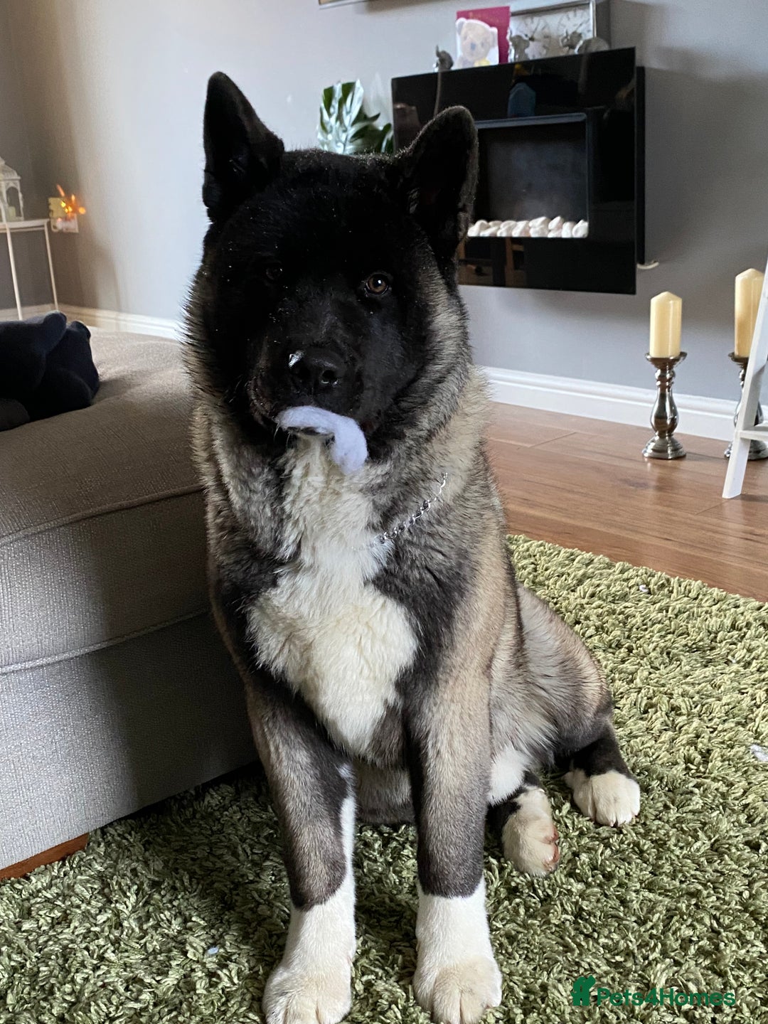 Akita dogs for sale: 4 year old Akita  - Image 28