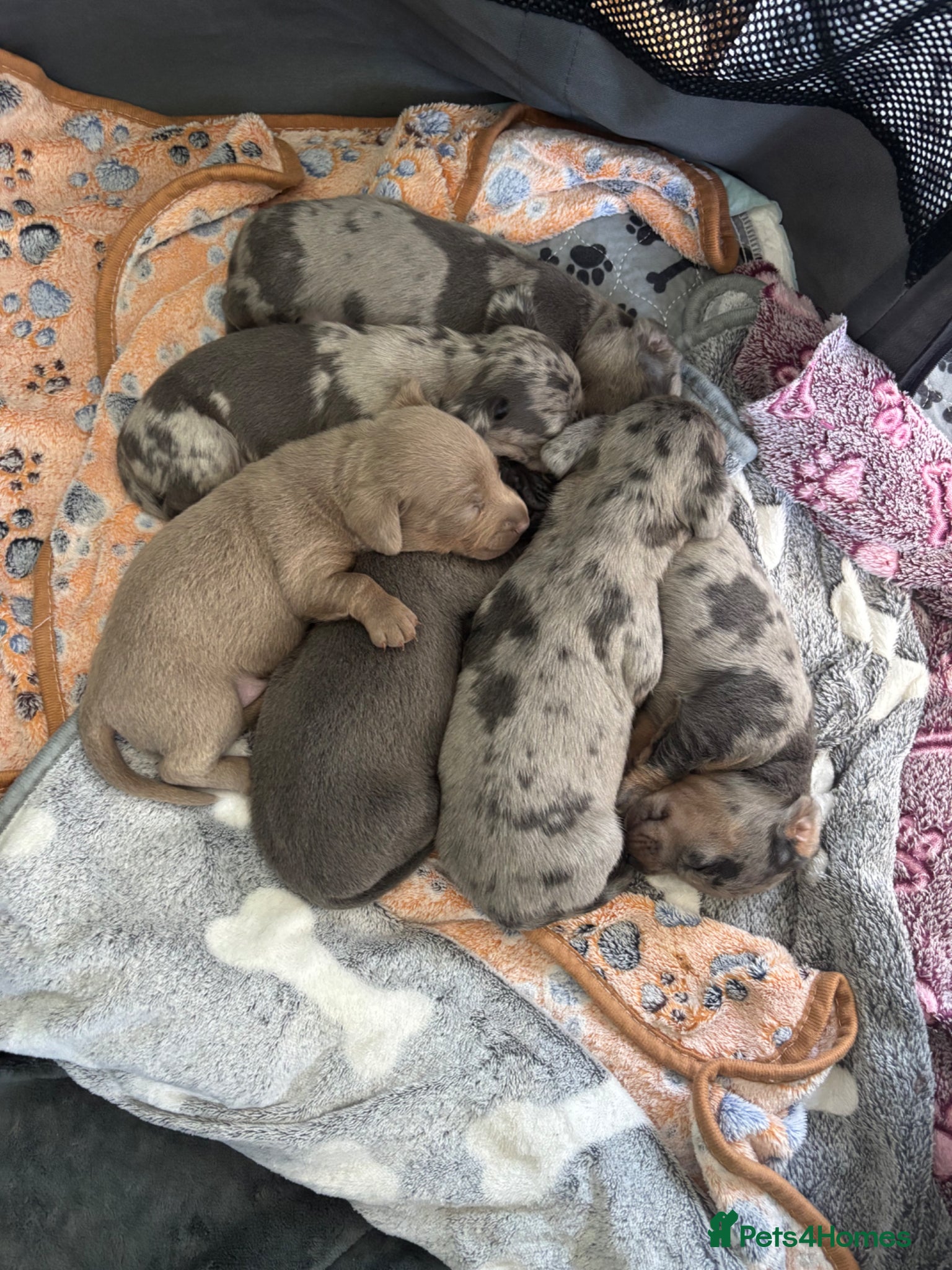 Miniature Dachshund dogs 🐾 Miniature Dachshund Puppies 4 Boys & 1 Girl 🐾 - Advert 5