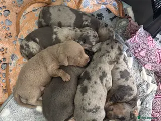 Miniature Dachshund dogs 🐾 Miniature Dachshund Puppies 4 Boys & 1 Girl 🐾 - Advert 5