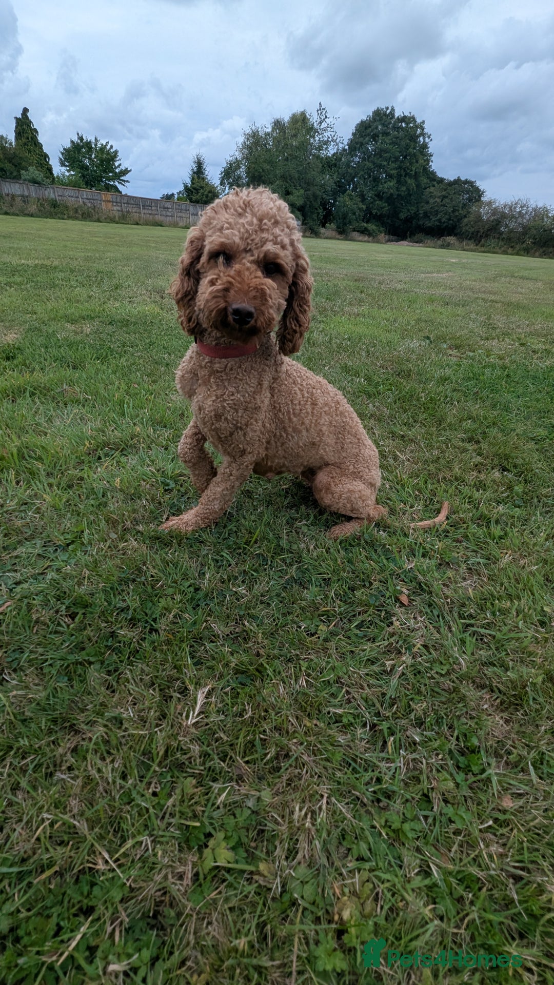 Miniature Poodle dogs for sale: Red miniature poodle puppies!! in Stafford - Image 16
