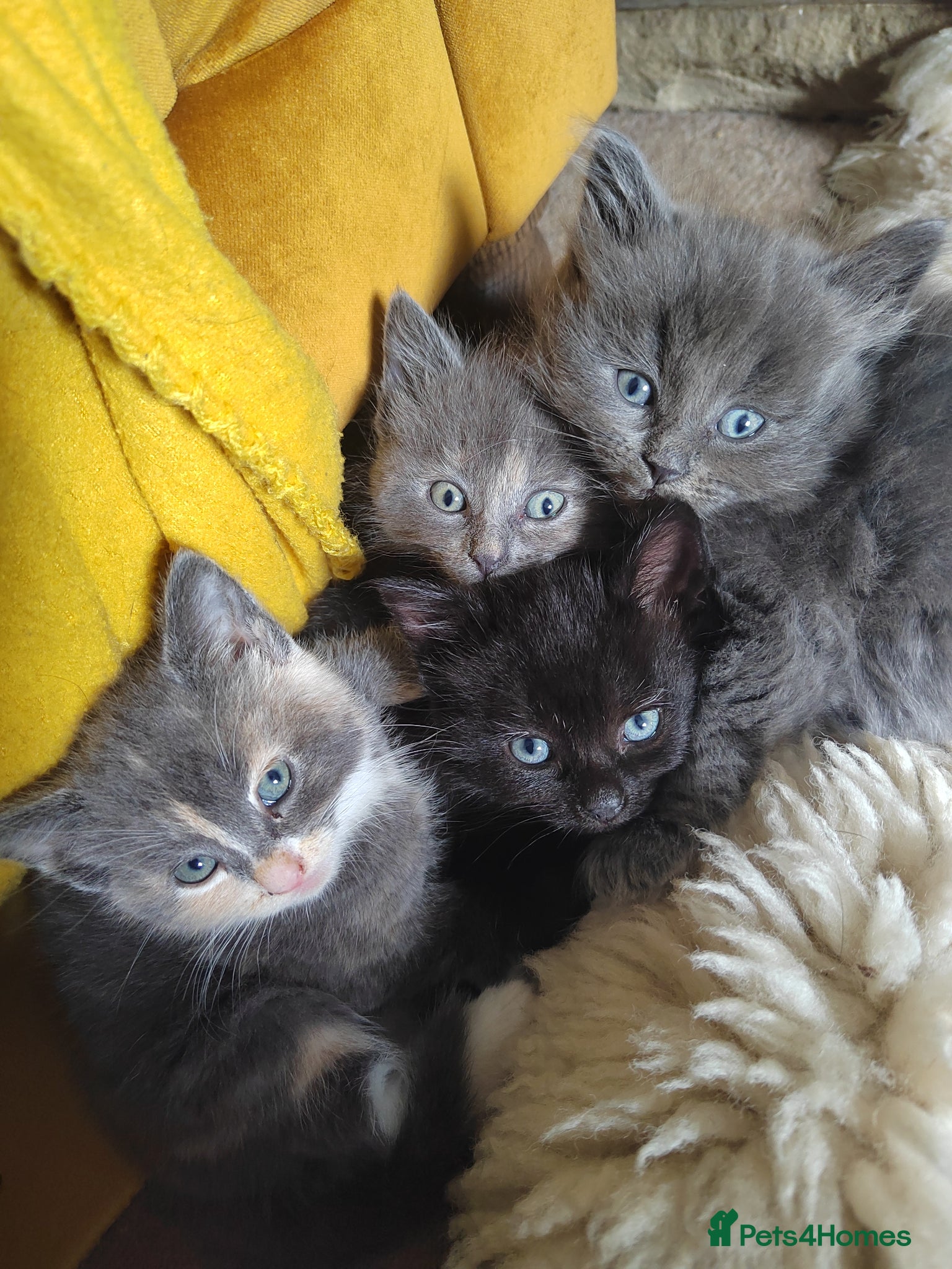 Mixed Breed cats Beautiful grey, tortoiseshell, black kittens - Advert 2