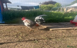 Chickens poultry for sale: Serama pair with 2 chicks - Image 2
