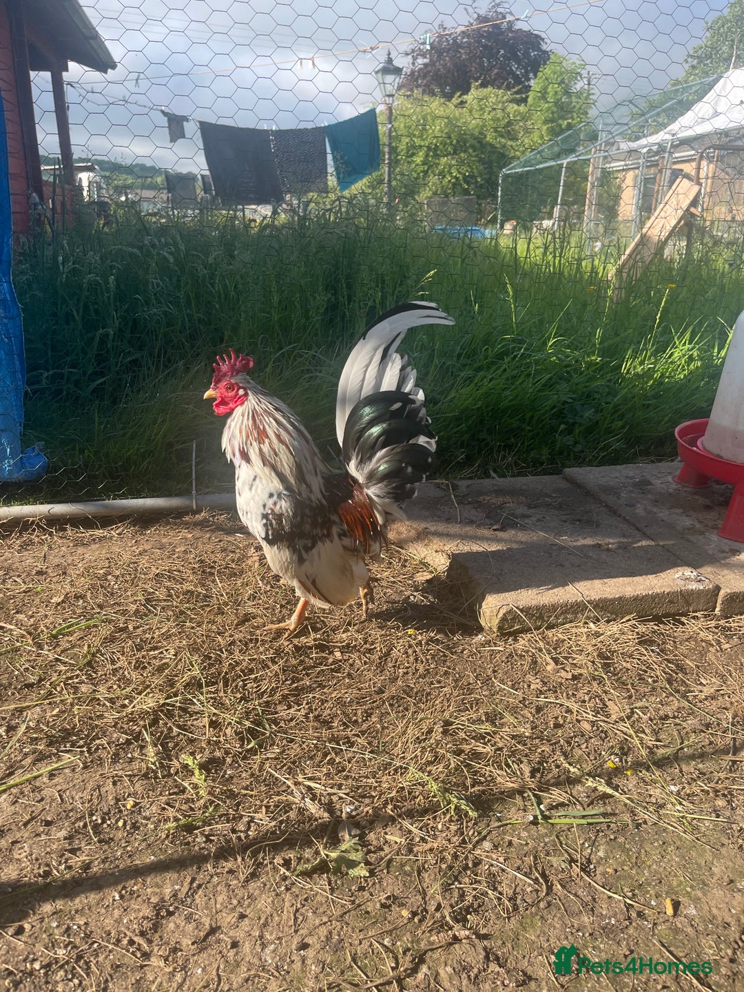 Chickens poultry for sale: Serama pair with 2 chicks - Image 2