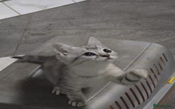 British Shorthair cats for sale: Adorable British Shorthair Kittens–Ready for Home! - Image 15