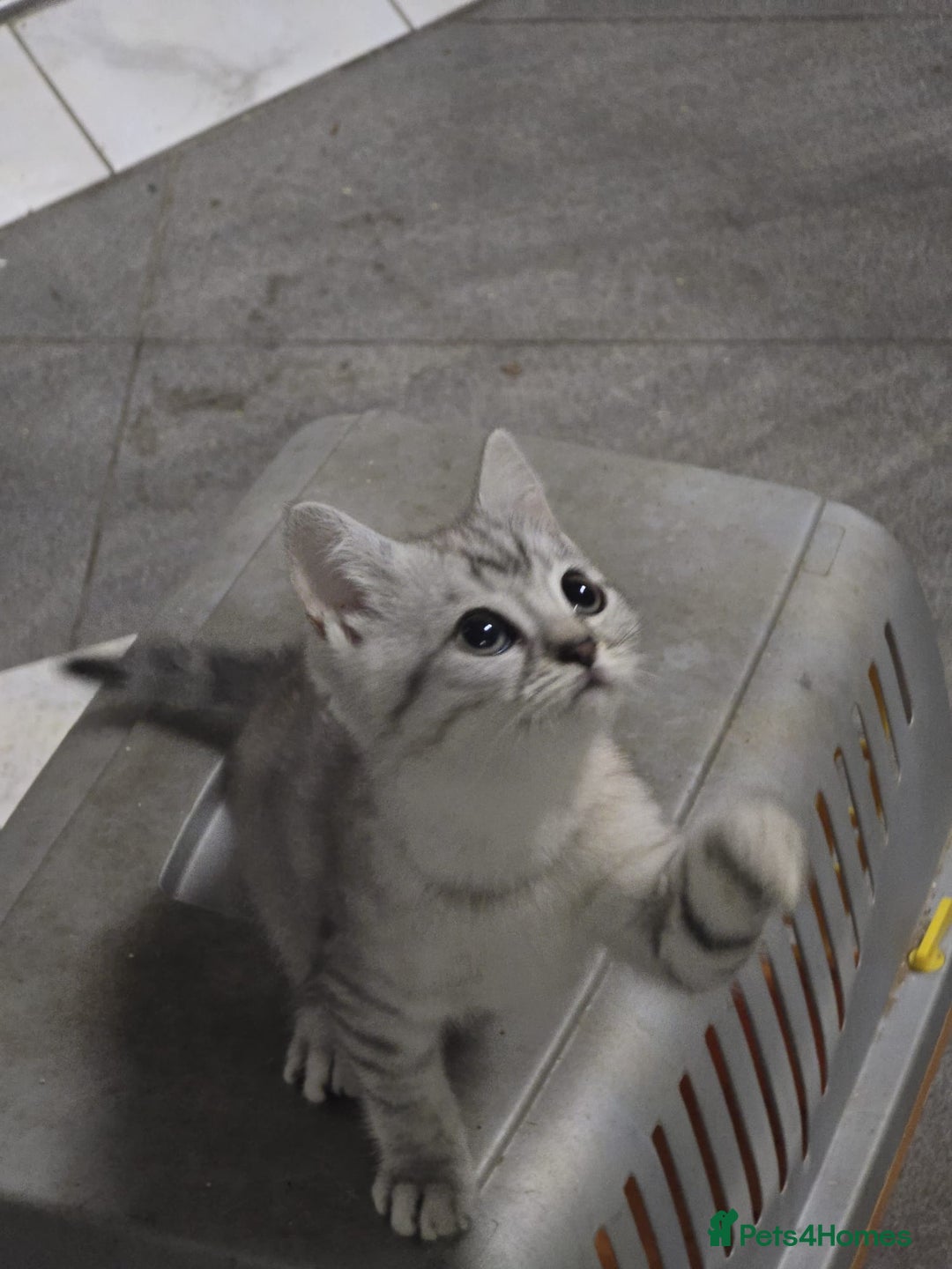 British Shorthair cats for sale: Adorable British Shorthair Kittens–Ready for Home! - Image 15