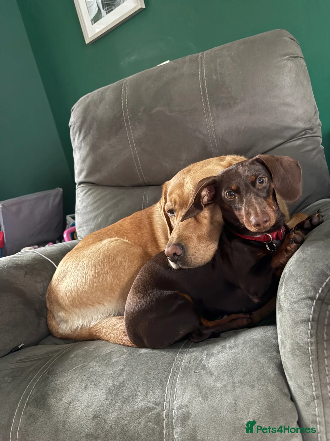 Miniature Dachshund dogs for sale: This is Coco - Advert 7