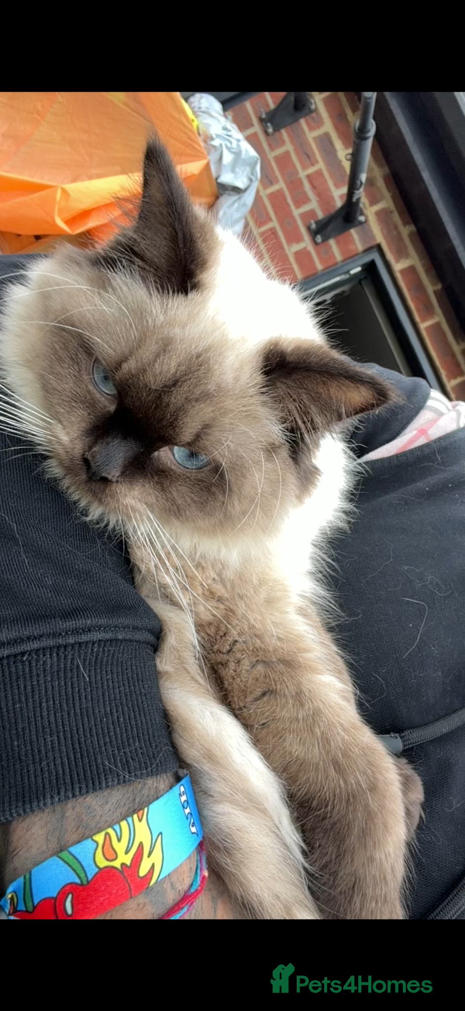 Ragdoll cats Black ragdolls  - Advert 5