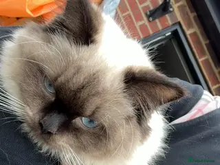 Ragdoll cats Black ragdolls - Advert 5