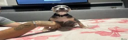 Mixed Breed dogs for sale: Beautiful boy  - Advert 5