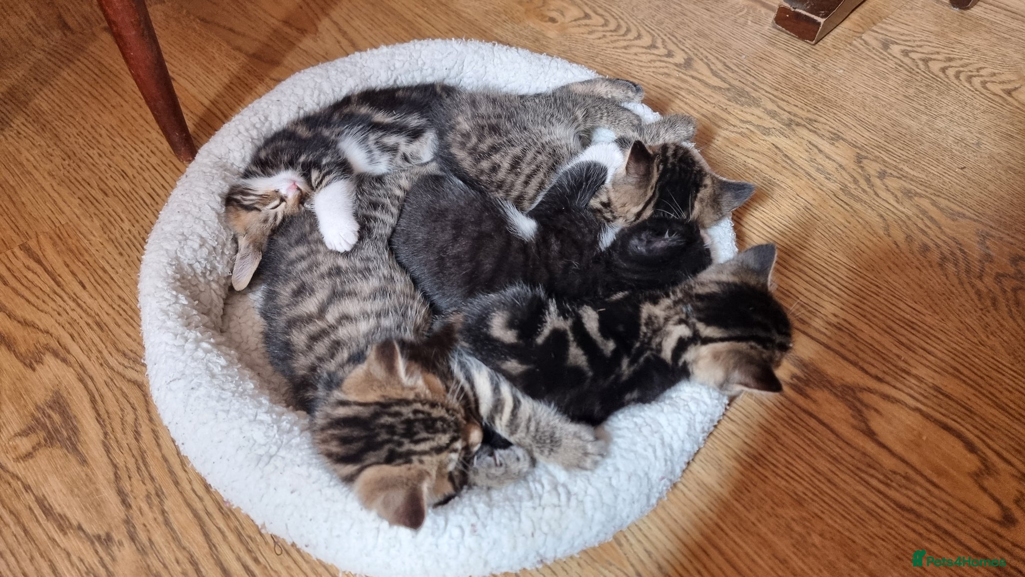 Mixed Breed cats for sale: BONDED PAIR bro/sis kittens - Advert 14