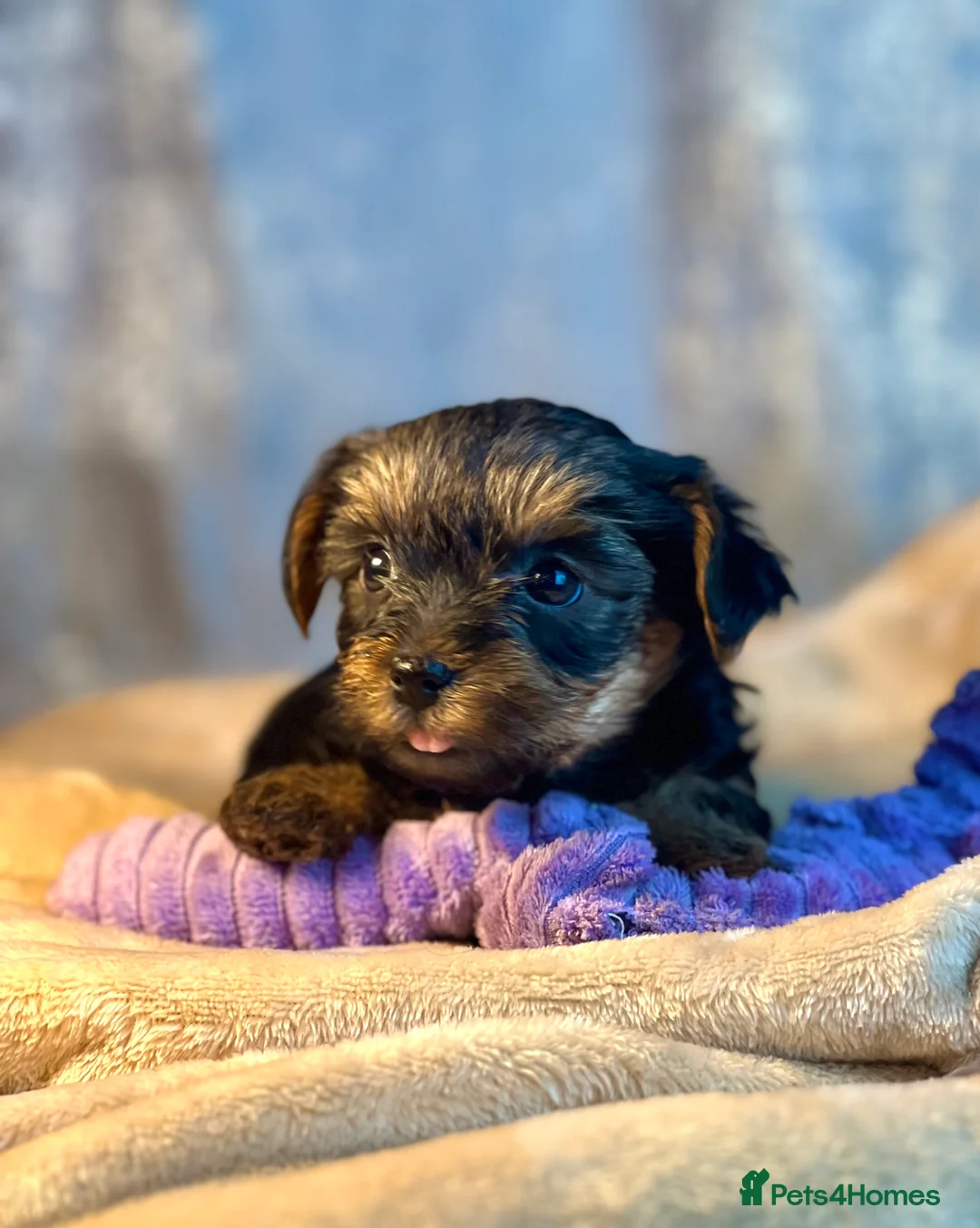 Yorkshire Terrier dogs for sale: Purebred miniature Yorkshire Terrier in St Albans - Advert 2