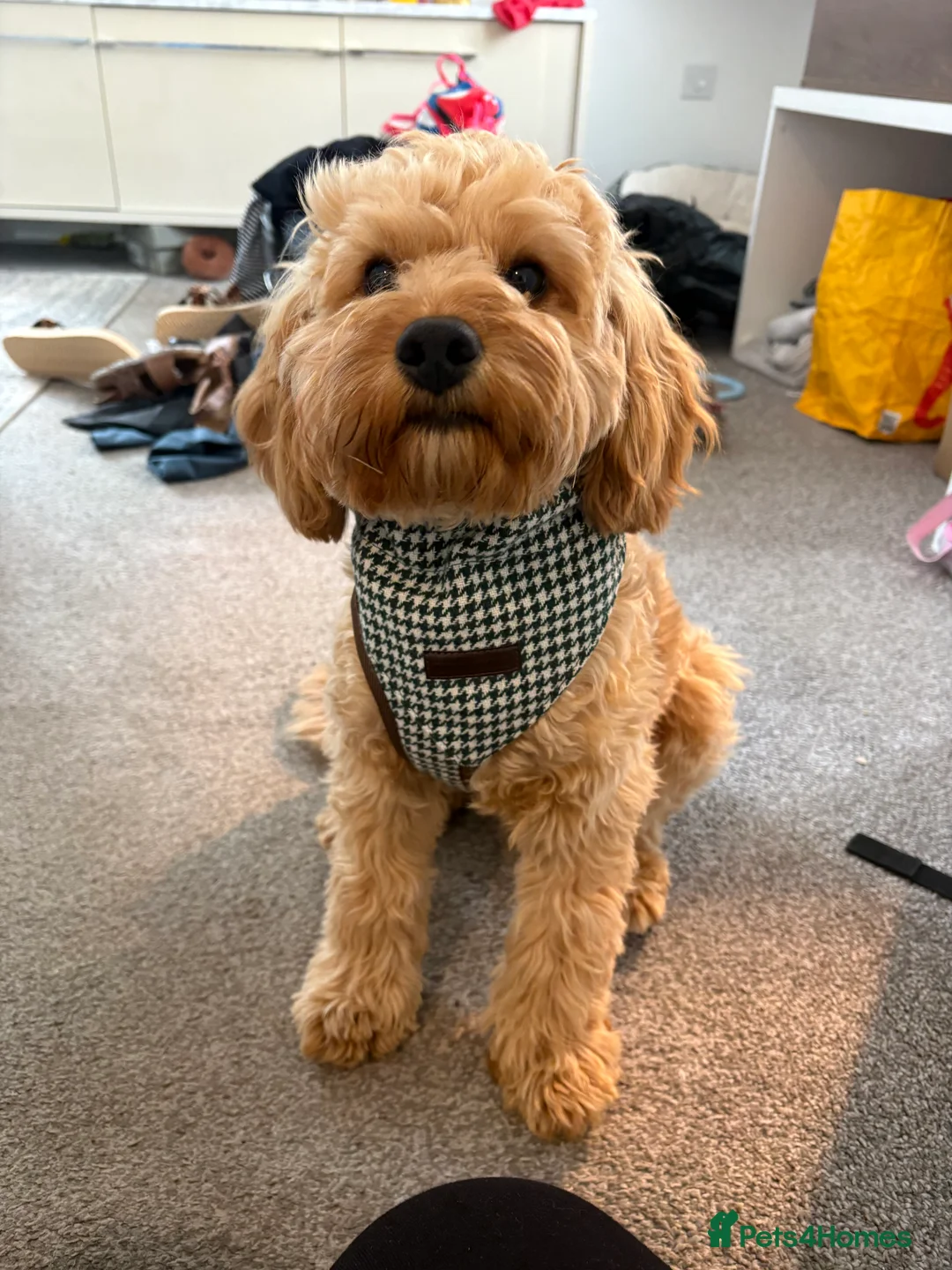 Cavapoo dogs for stud: Proven F1 Cavapoo for stud  - Advert 2