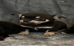 Chihuahua dogs for sale: Chihuahua puppy’s  - Image 9