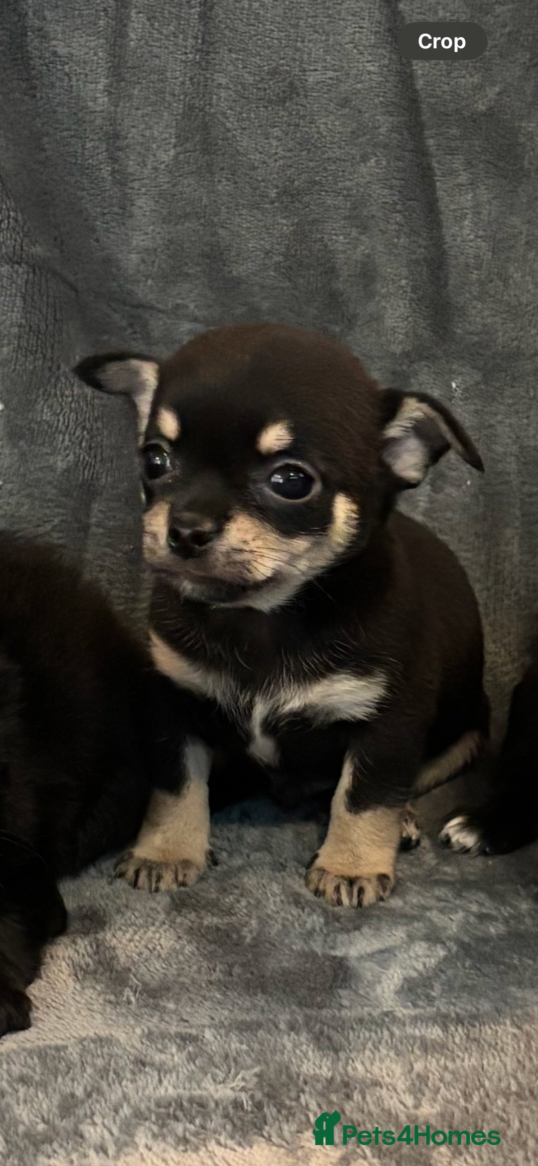 Chihuahua dogs for sale: Chihuahua puppy’s  - Image 9