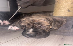 Cane Corso dogs for sale: Cane corso puppies - Image 5