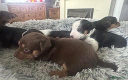Jack Russell dogs for sale: Jack Russell pups non KC  - Image 9