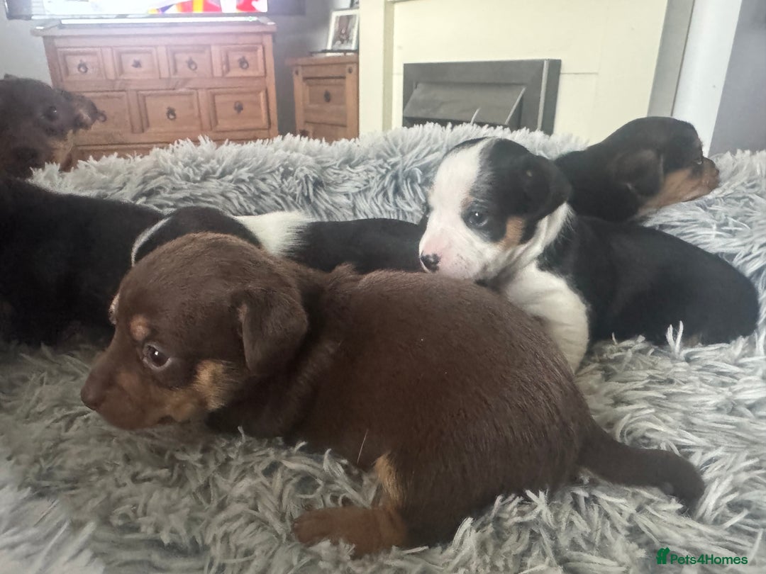 Jack Russell dogs for sale: Jack Russell pups non KC  - Image 9