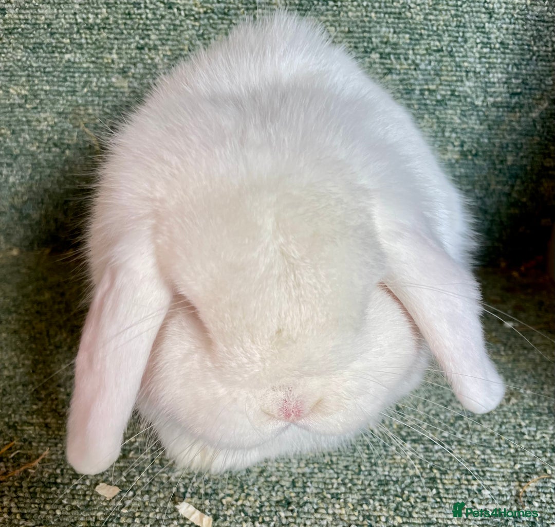 Mini Lop rabbits for sale: Mini lop beautiful show standard boy - Advert 1