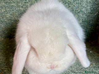 Mini Lop rabbits Mini lop beautiful show standard boy - Advert 14