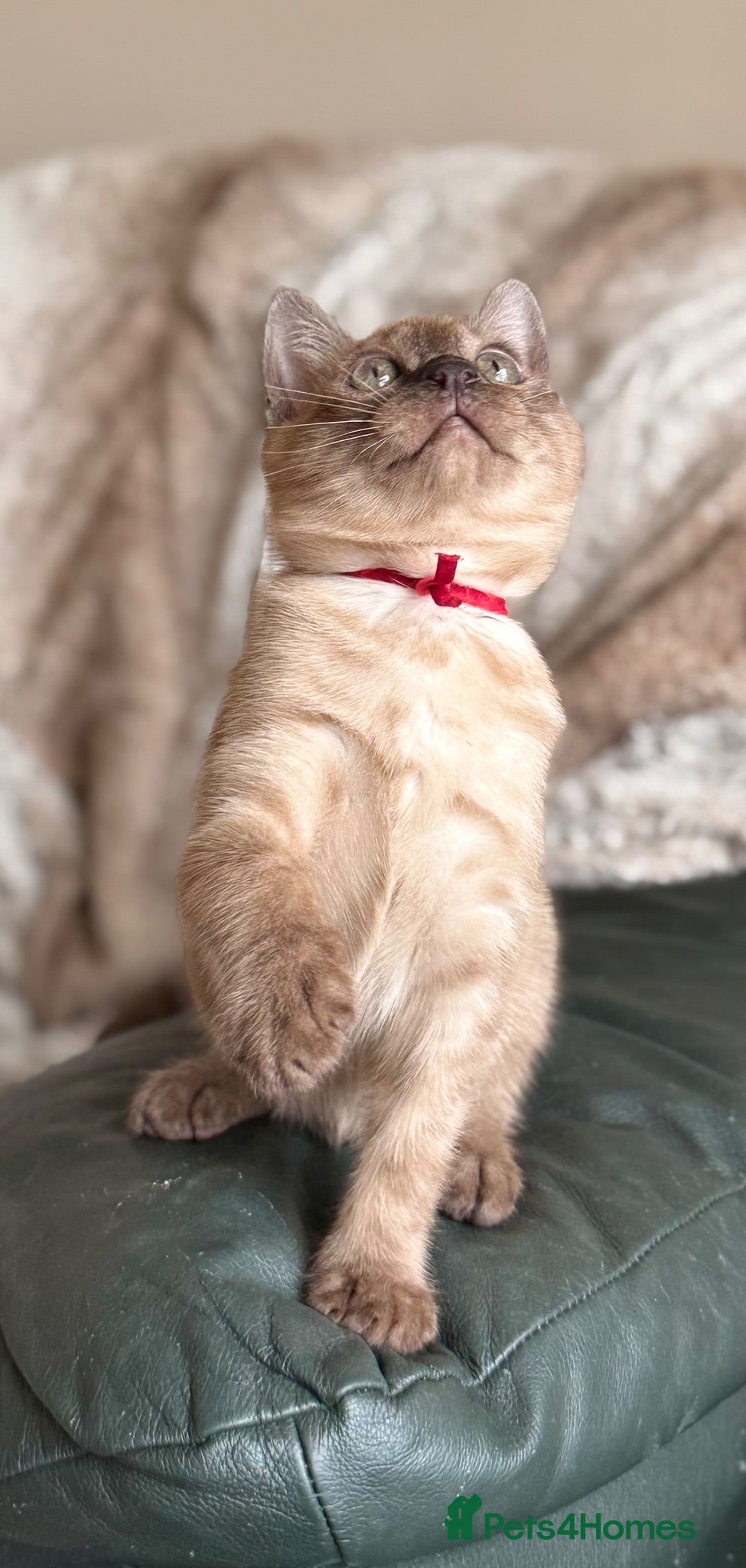 Bengal cats TICA registered Seal Solid Silver Mink Bengals - Advert 1