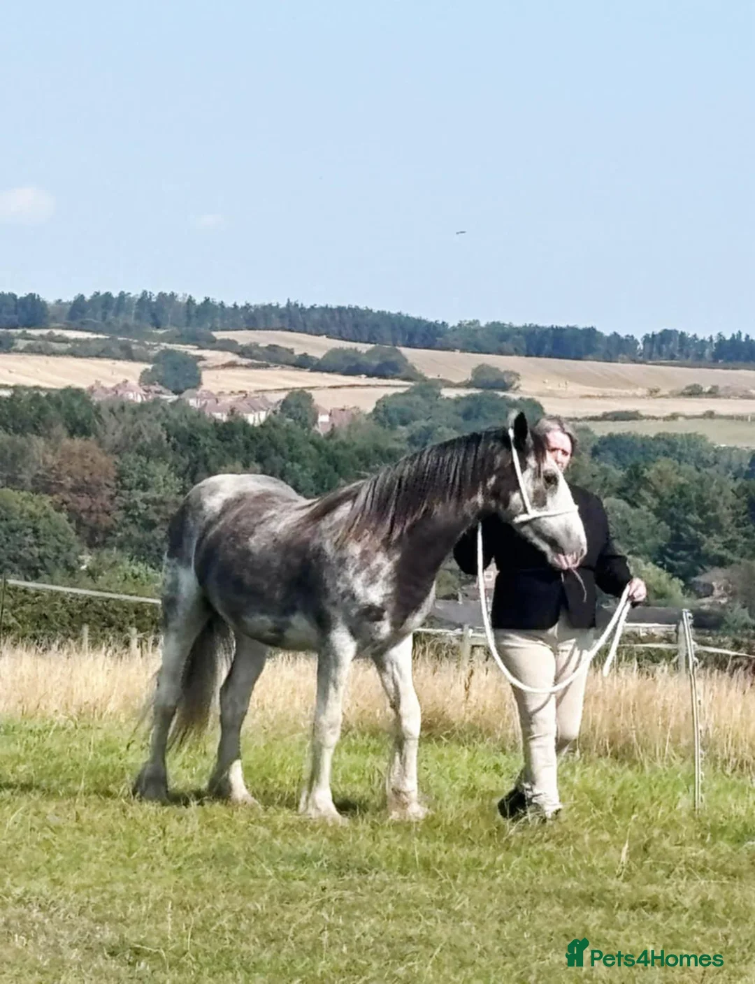 Irish Cob horses for sale: Blue blagdon filly  - Advert 1