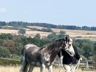 Irish Cob horses Blue blagdon filly - Advert 1