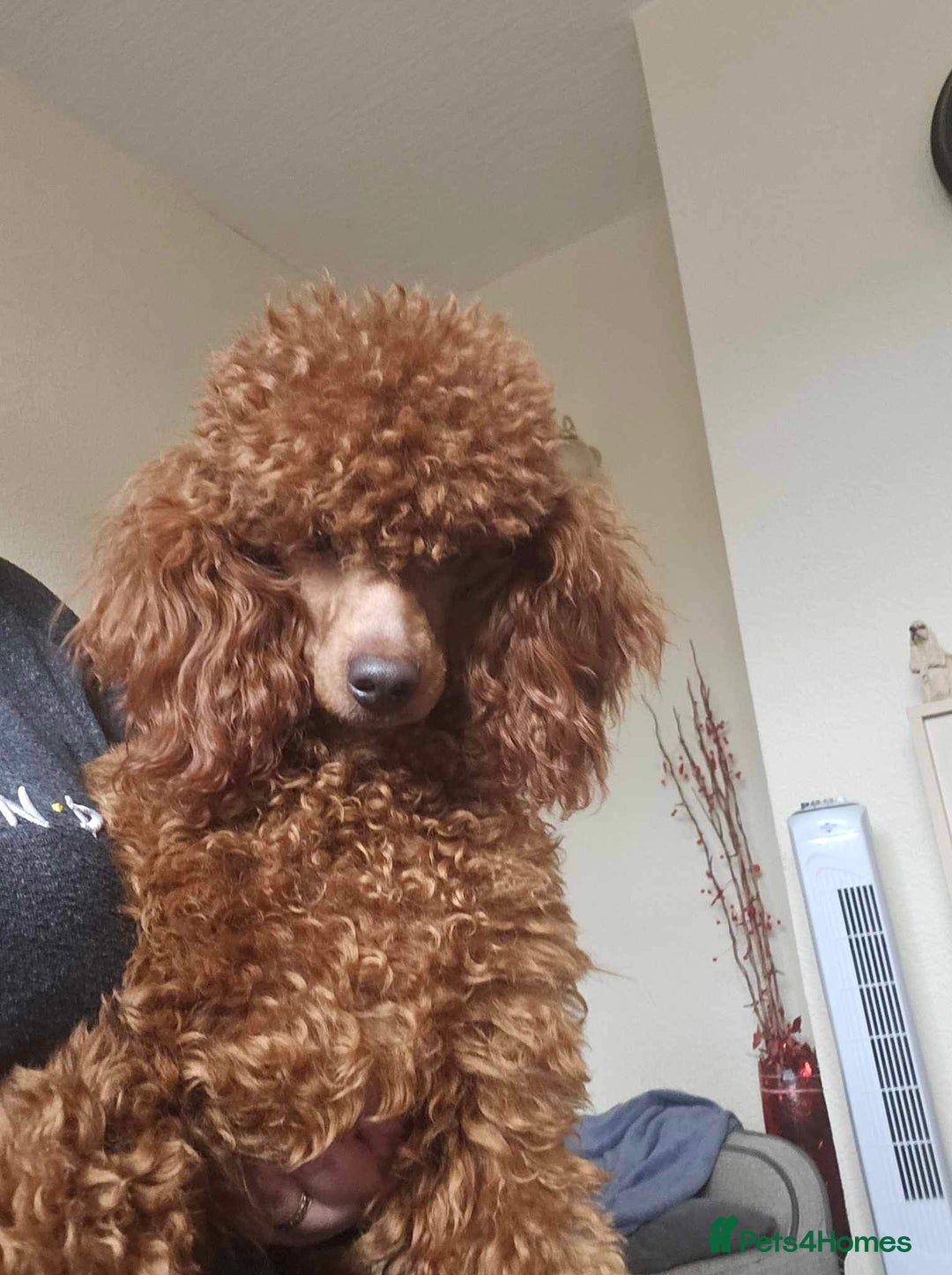 Toy Poodle dogs for sale: Toy poodle puppies  - Image 9