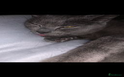 Russian Blue cats for sale: Russian blue beauty  - Image 7