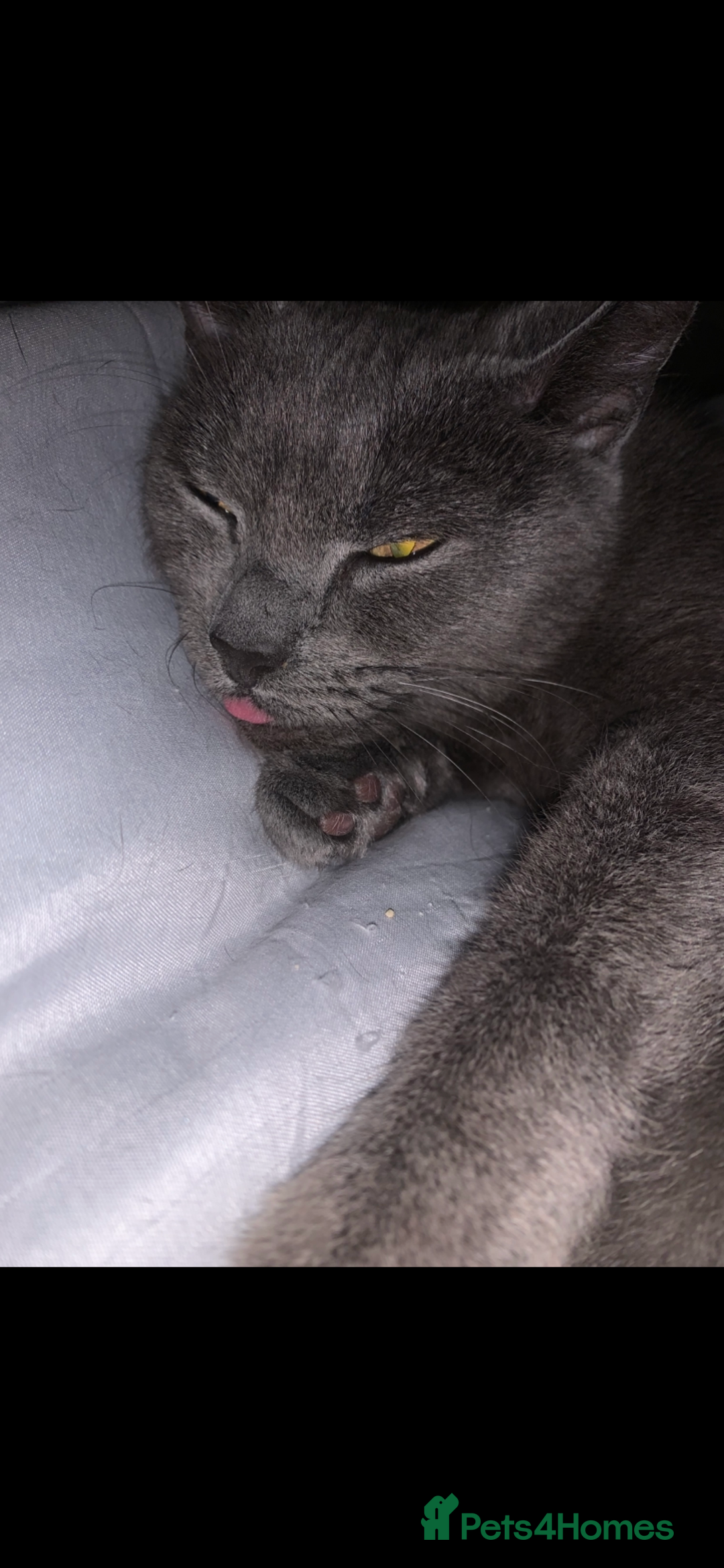 Russian Blue cats for sale: Russian blue beauty  - Image 7