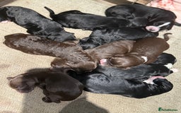 Cockapoo dogs for sale: Miniature f1 Cockapoos puppies - Advert 22