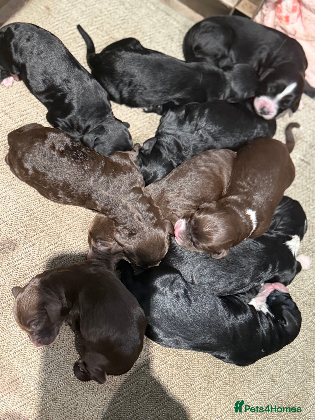Cockapoo dogs for sale: Miniature f1 Cockapoos puppies - Advert 22
