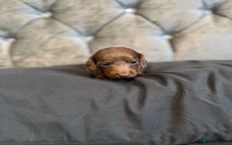 Miniature Dachshund dogs for sale: Miniature dachshund - Image 2