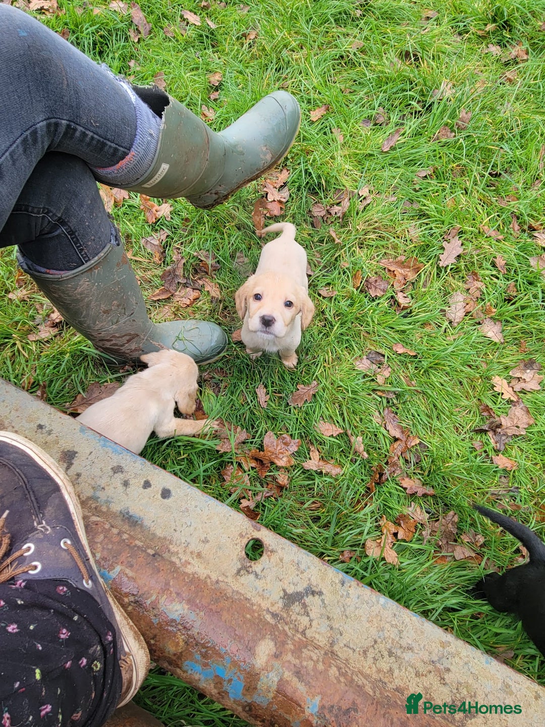 Mixed Breed dogs for sale: Labrador x sprocker - Advert 7