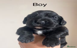 Cocker Spaniel dogs for sale: Cocker spaniel puppies for sale  - Image 10