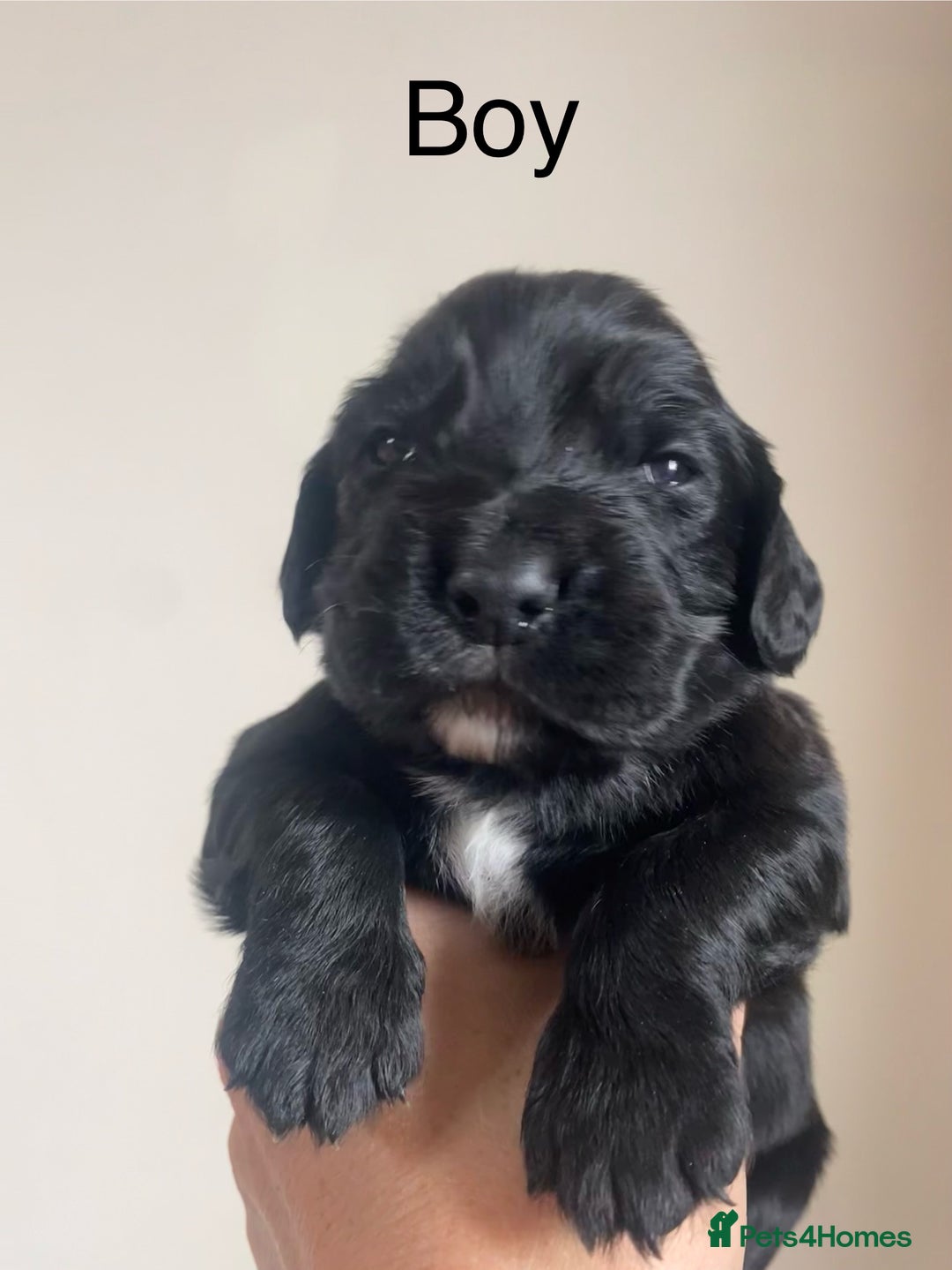 Cocker Spaniel dogs for sale: Cocker spaniel puppies for sale  - Image 10