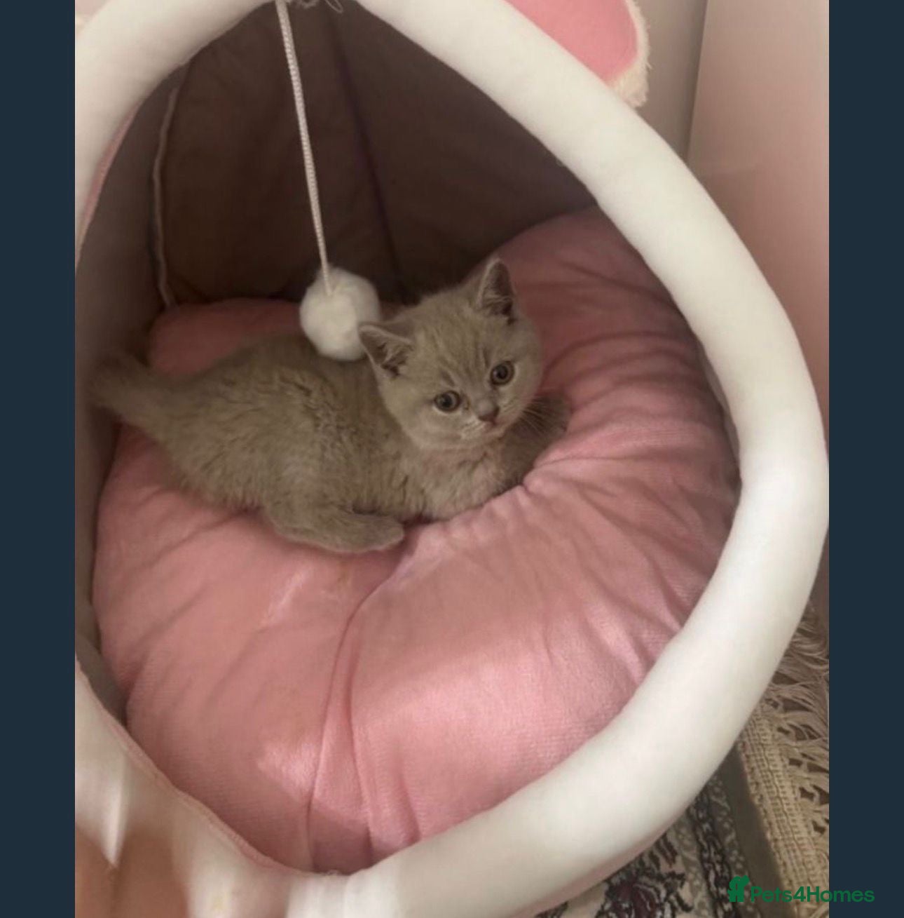 Brazilian Shorthair cats British Shorthair kitten for sale – BOY - Advert 1