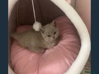 Brazilian Shorthair cats British Shorthair kitten for sale – BOY - Advert 1